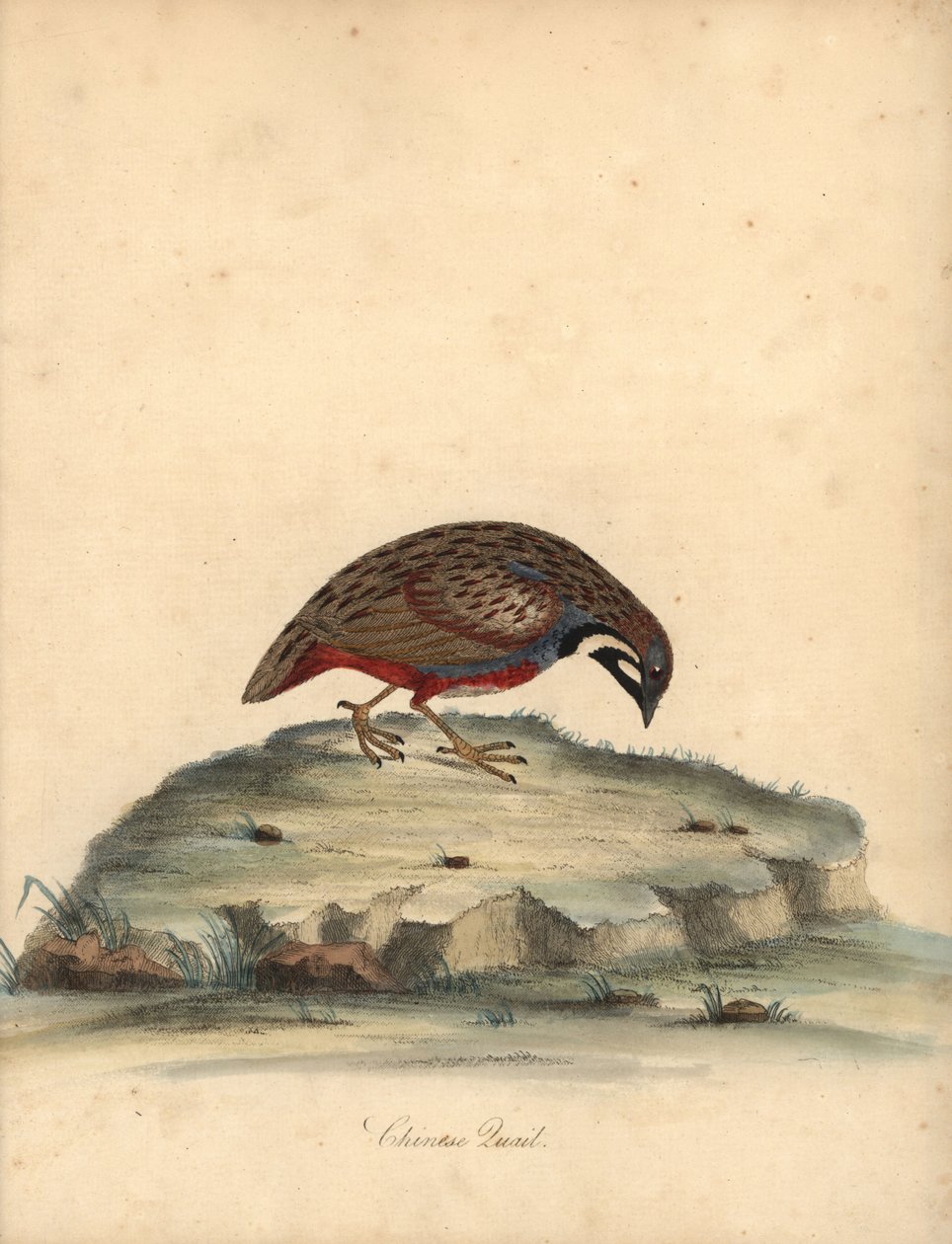 Quaglia dal petto blu, Coturnix chinensis. Incisione a mano colorata di un