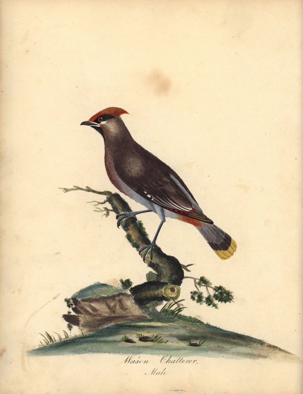 Beccofrusone boemo, Bombycilla garrulus. (Cinguettatore ceroso, Ampelis garrulus) Incisione a mano colorata di un