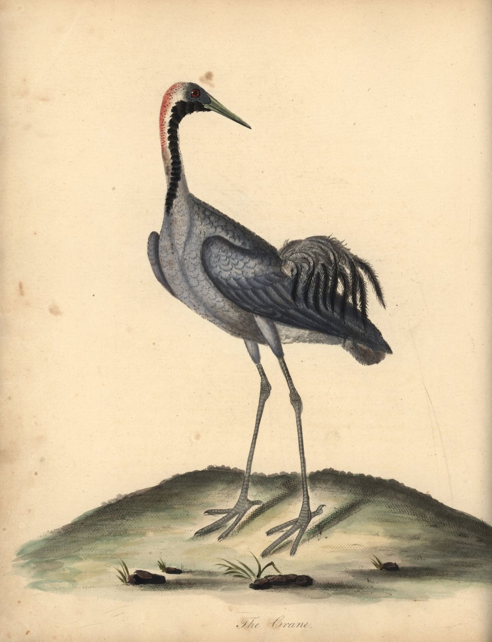 Gru comune, Grus grus. Incisione a mano colorata di William Hayes da Portraits of Rare and Curious Birds from the Menagery of Osterly Park da William Hayes