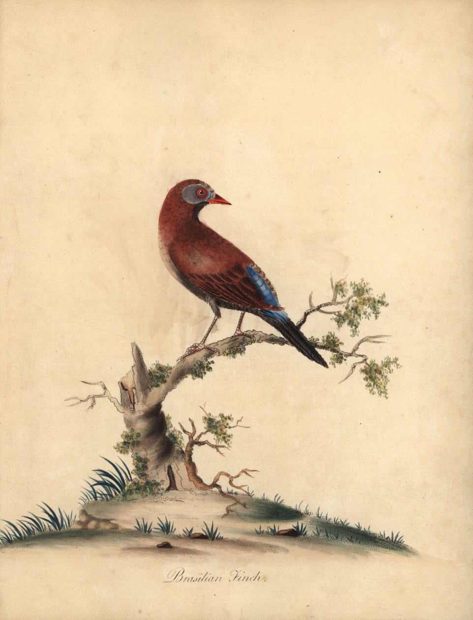 Granatiere comune, Uraeginthus granatinus, nativo dell