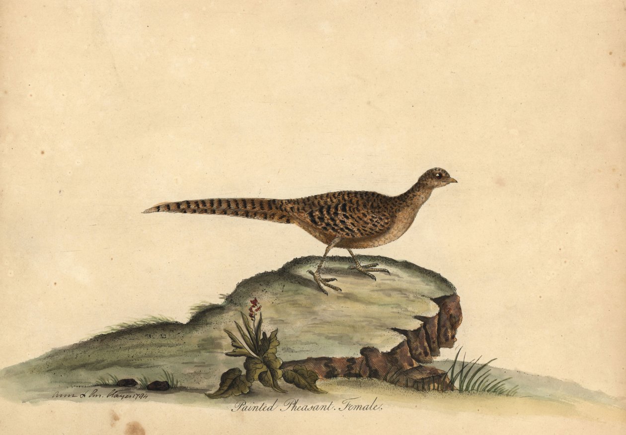 Fagiano dorato o cinese, Chrysolophus pictus, femmina da William Hayes
