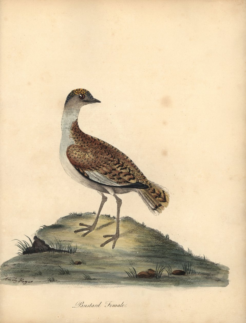 Grande otarda, Otis tarda, femmina. Incisione a mano colorata di William e Emily Hayes da Portraits of Rare and Curious Birds from the Menagery of Osterly Park da William Hayes