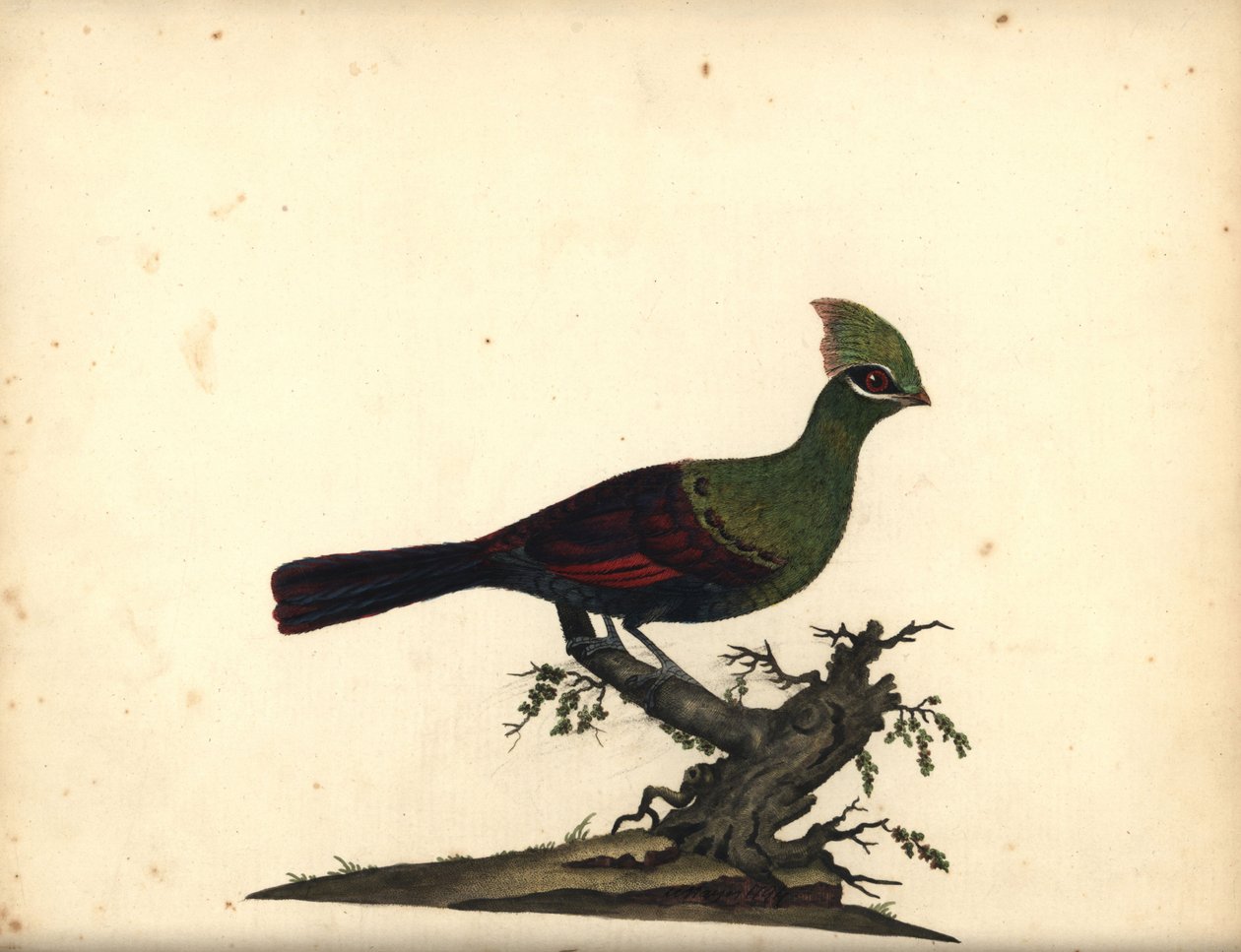 Turaco verde, Tauraco persa (incisione di William Hayes da 