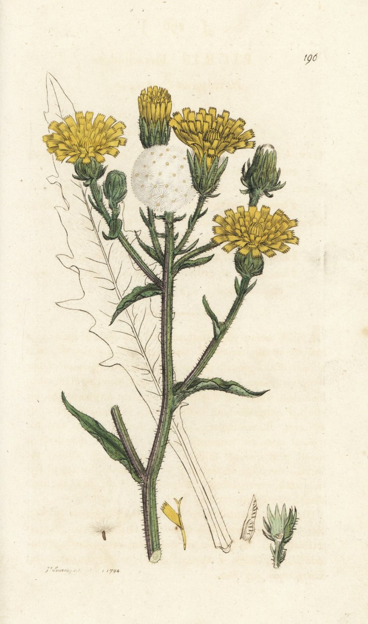 Lingua di falco, Picris hieracioides. Incisione a mano colorata da James Sowerby da 