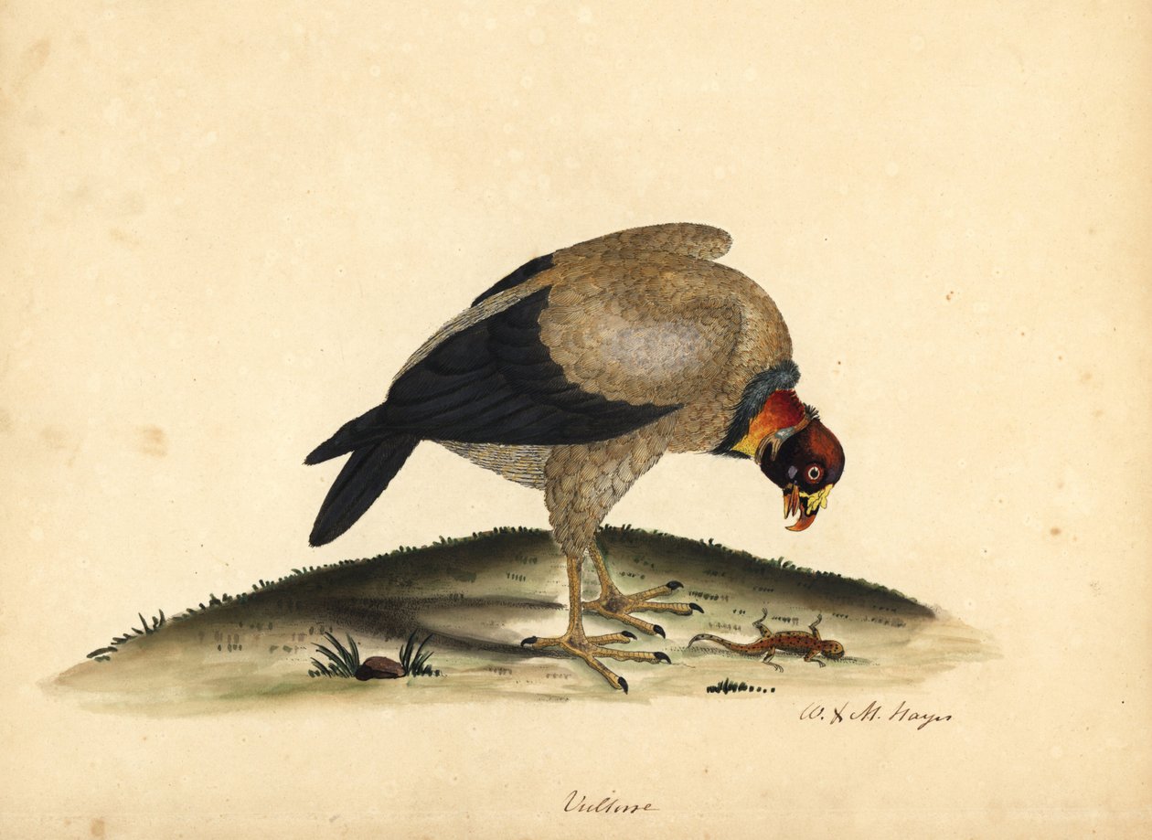Avvoltoio reale, Sarcoramphus papa da William Hayes
