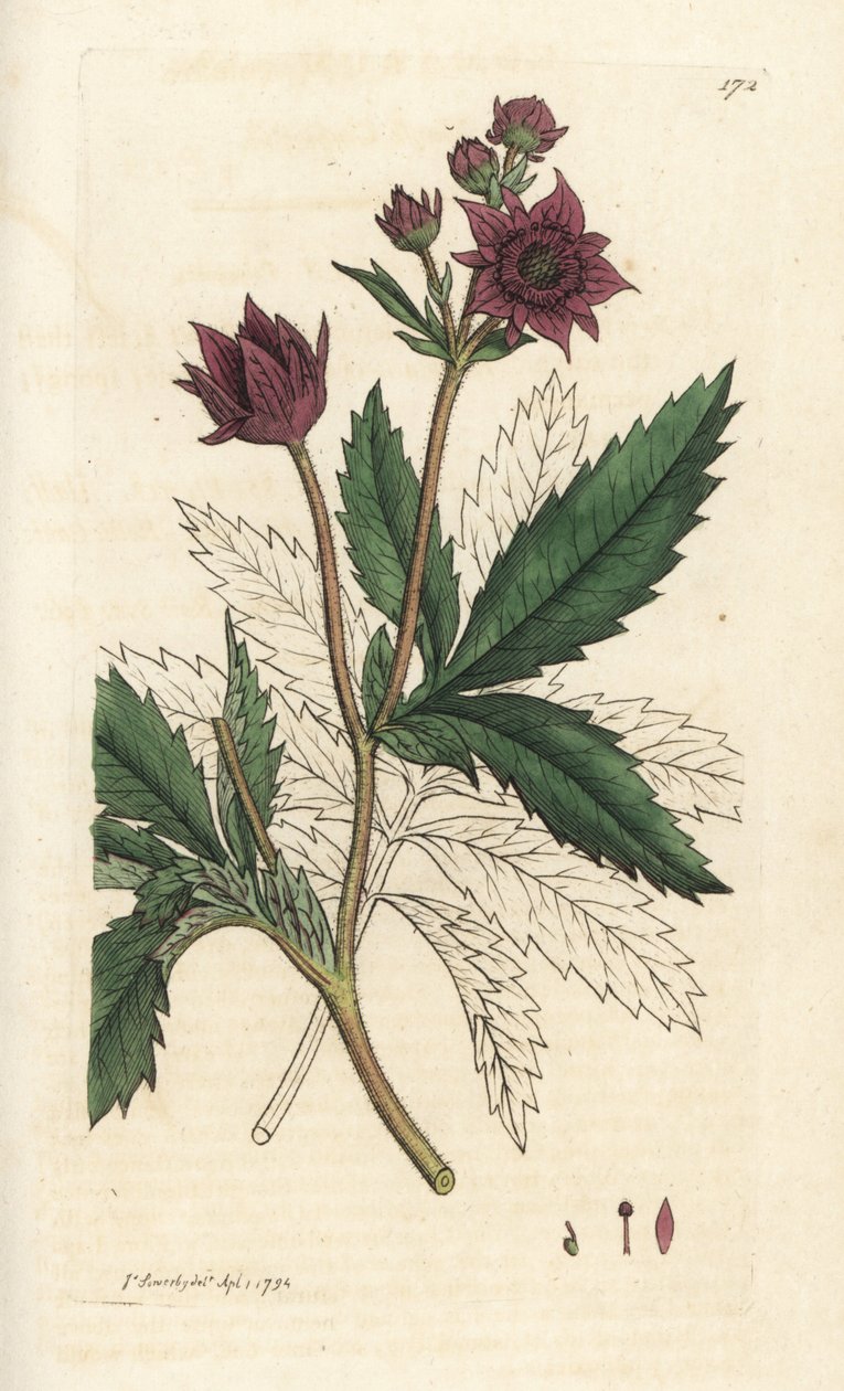 Cinquefoil di palude, Comarum palustre. Incisione a mano colorata da James Sowerby da 