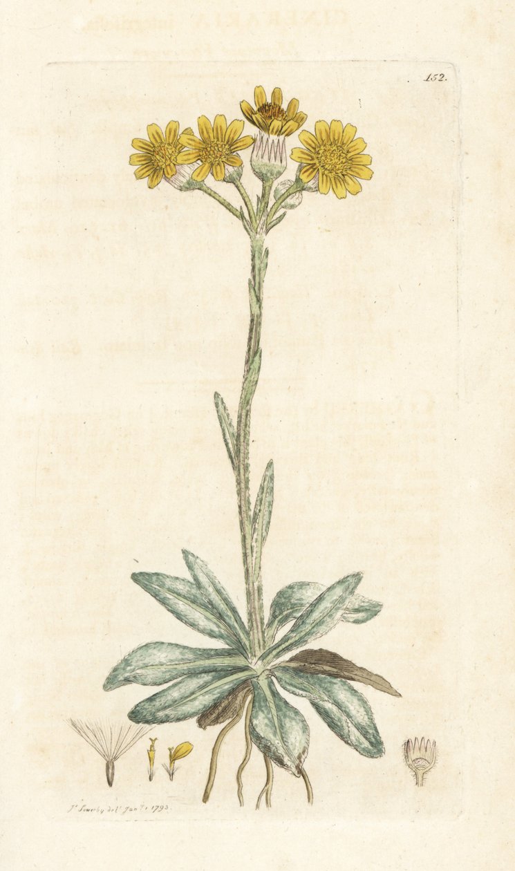 Senecione montano, Tephroseris integrifolia (Cineraria integrifolia). Incisione a mano colorata su rame di James Sowerby da English Botany di James Smith, Londra da William Hayes