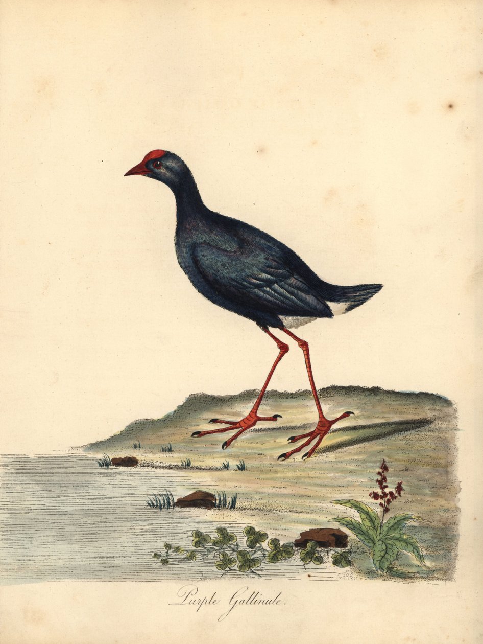 Pollo sultano, Porphyrio porphyrio da William Hayes