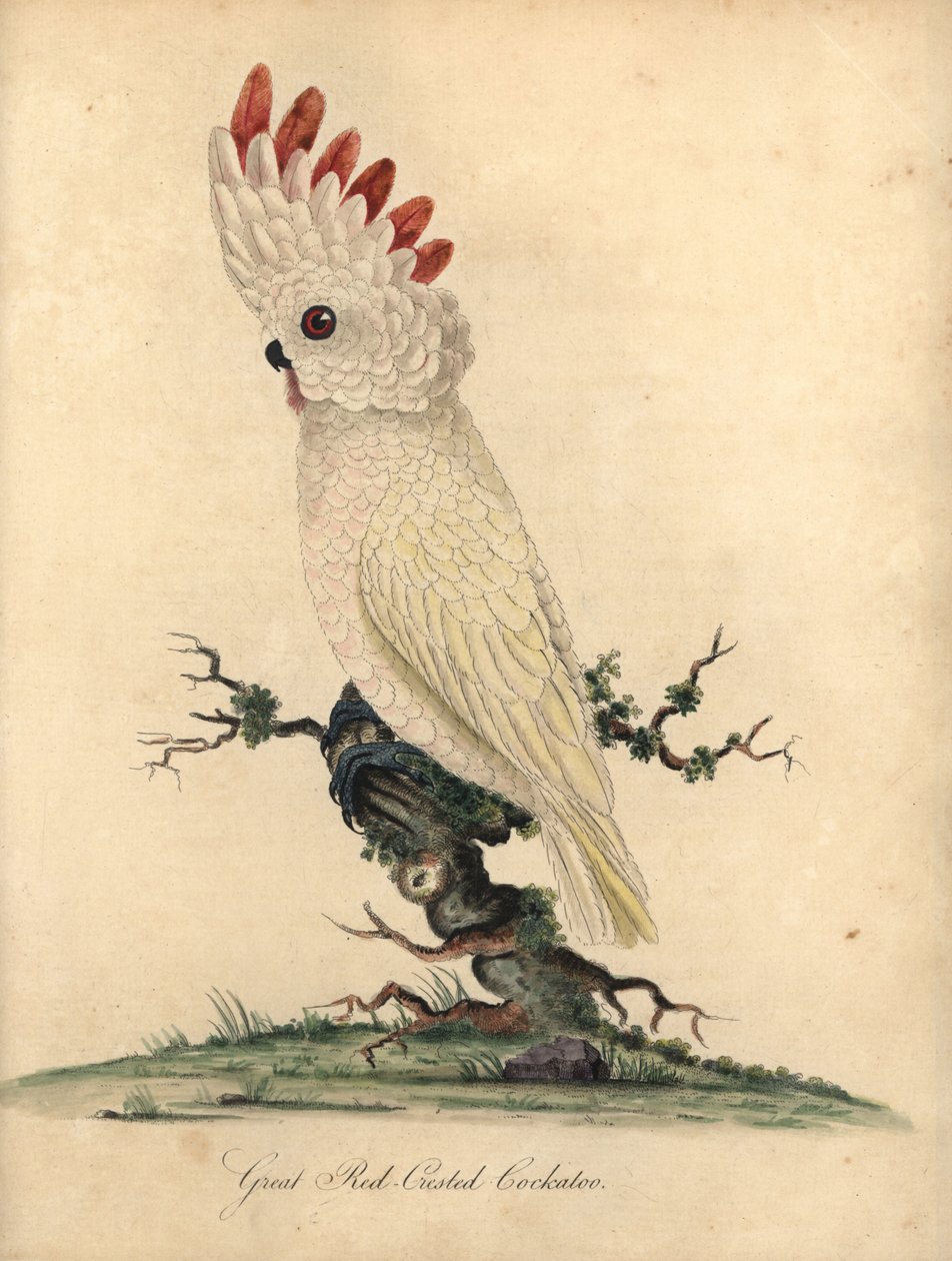 Cacatua crestato rosa, Cacatua moluccensis. (Grande cacatua crestato rosso) Vulnerabile. Incisione a mano colorata di un