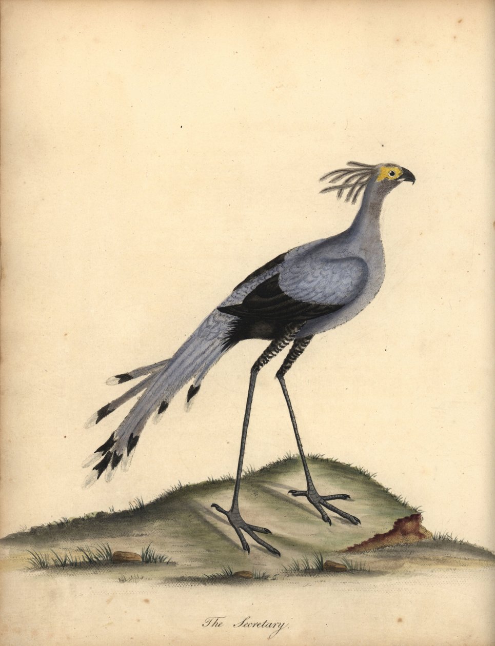 Serpentario, Sagittarius serpentarius. Incisione a mano colorata di William Hayes da Portraits of Rare and Curious Birds from the Menagery of Osterly Park da William Hayes