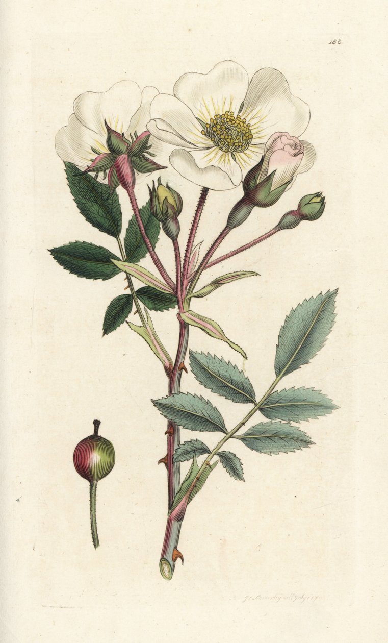 Rosa canina, Rosa arvensis da William Hayes