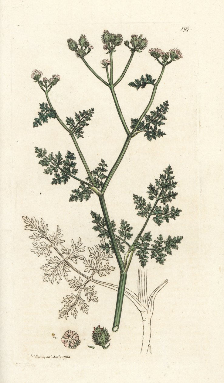 Fiore di pizzo bianco, Orlaya grandiflora da William Hayes