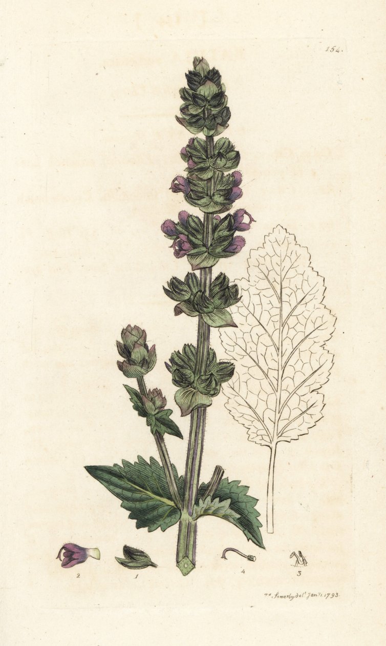 Salvia inglese selvatica, Salvia verbenaca da William Hayes