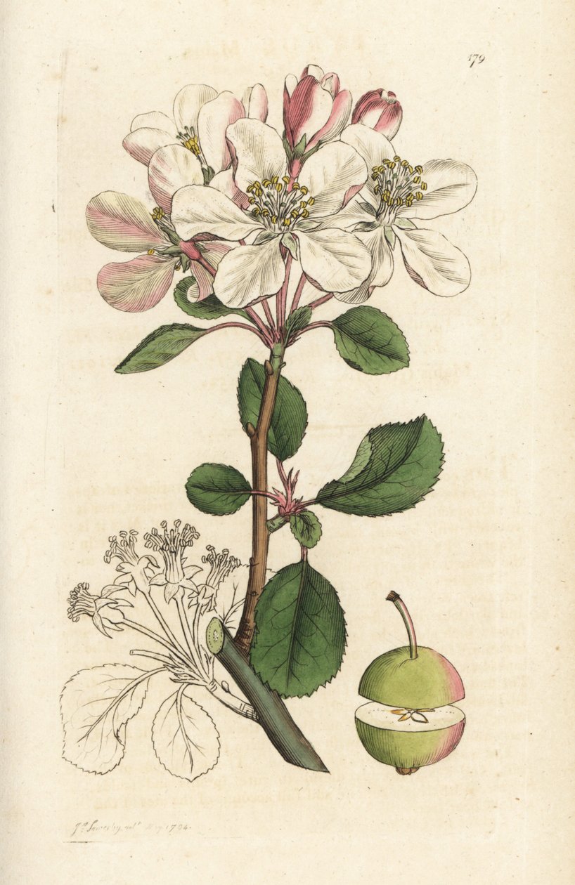 Melo selvatico o melo domestico, Malus domestica da William Hayes
