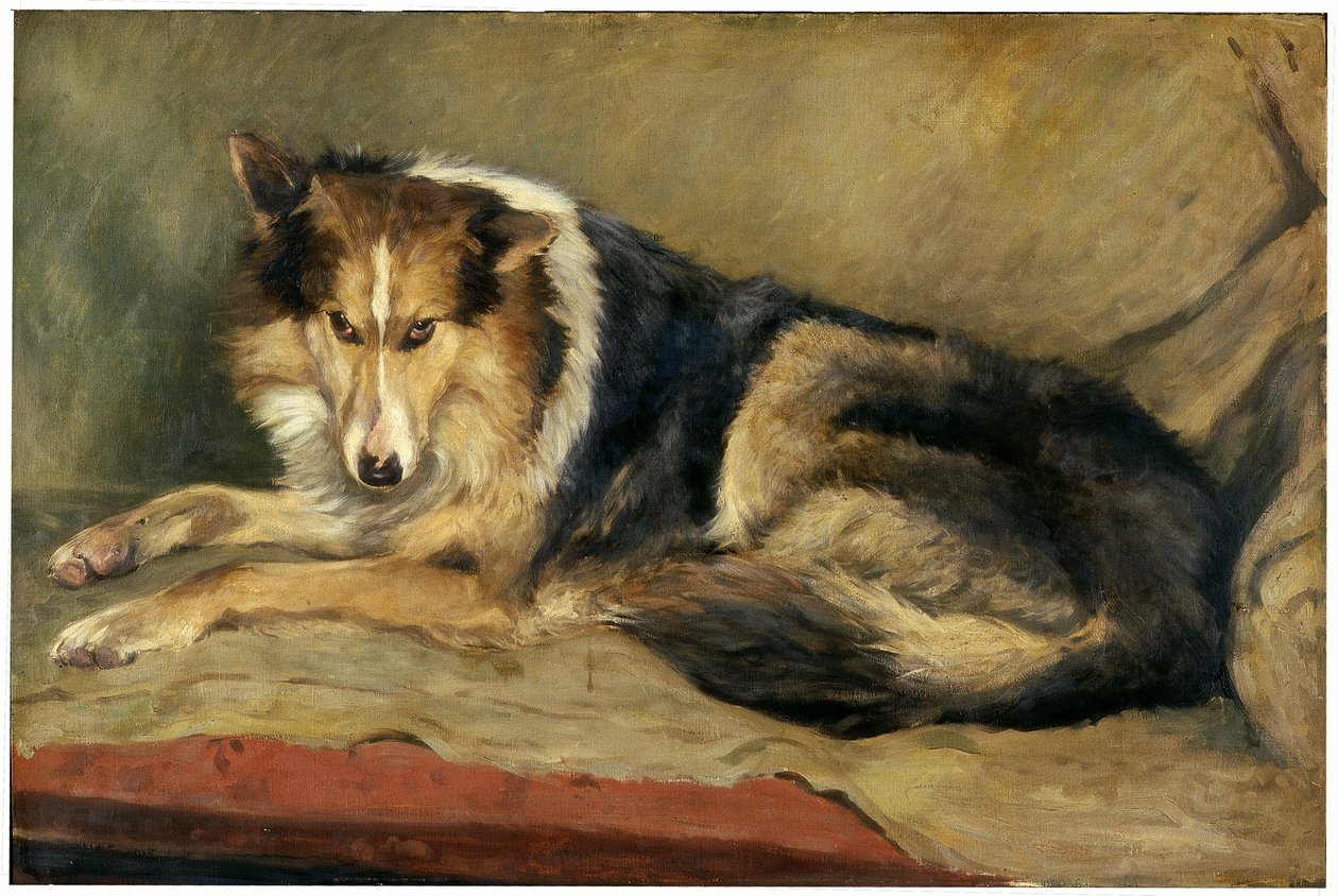 Cane da pastore scozzese da William Henry Charlton