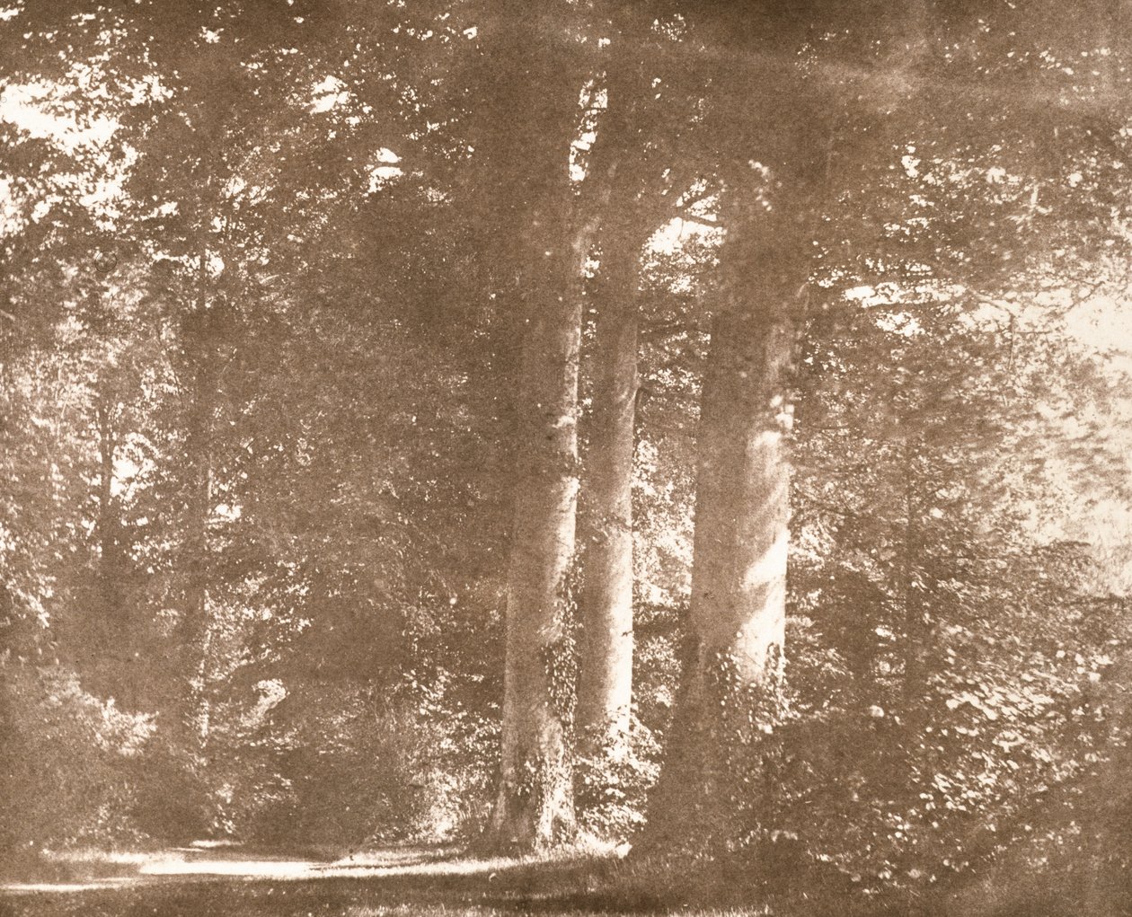 Faggi, Abbazia di Lacock, c.1844 da William Henry Fox Talbot