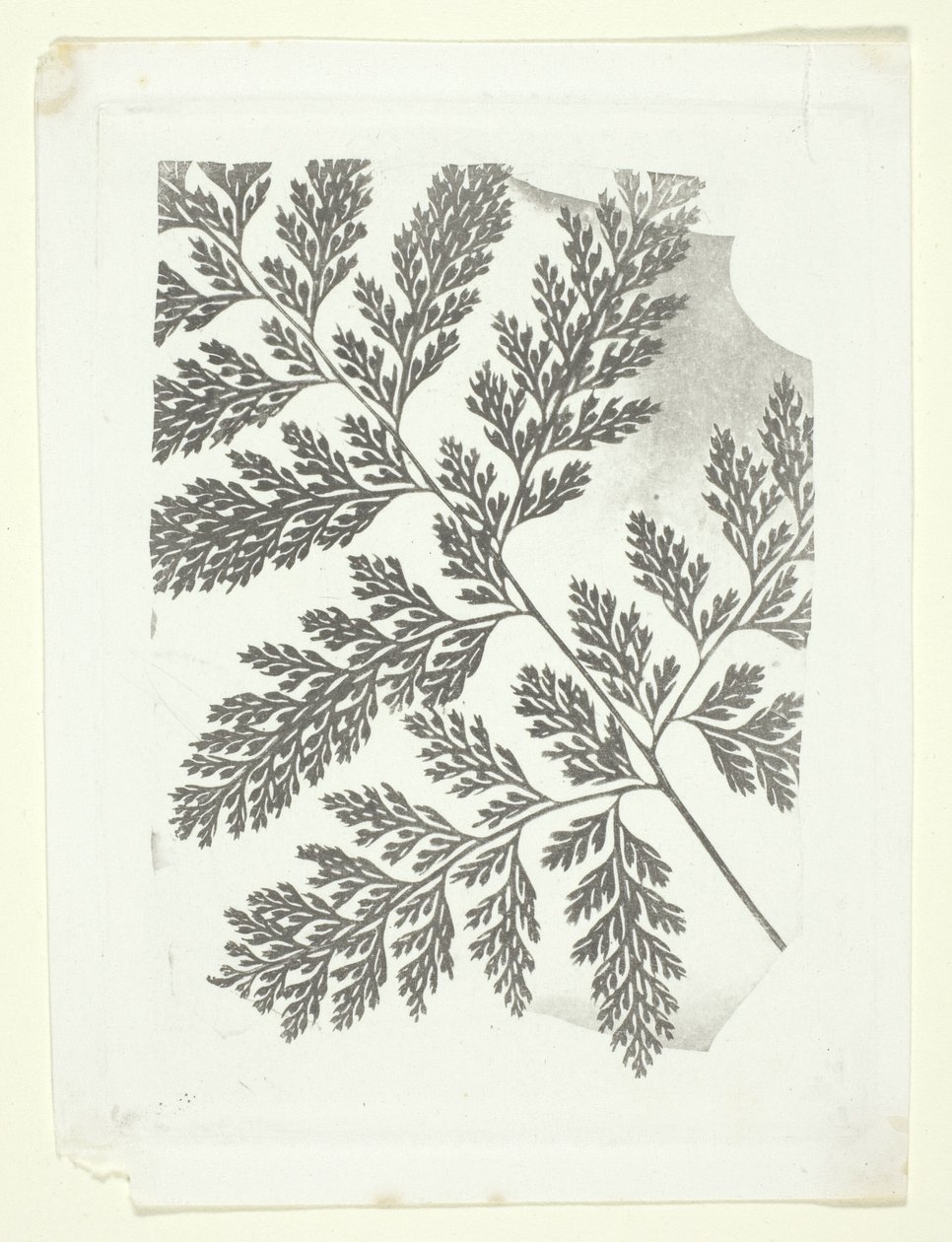 Ramo di felce da William Henry Fox Talbot