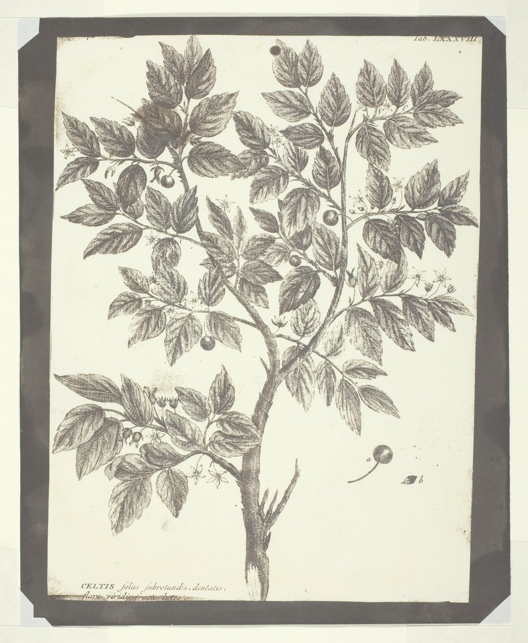 Copia di incisione botanica di "Celtis" da William Henry Fox Talbot