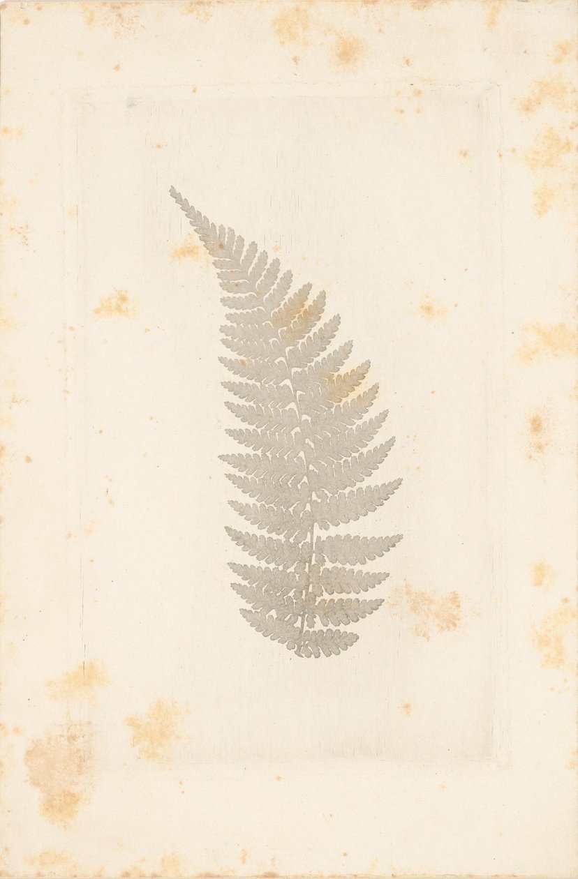[Far] da William Henry Fox Talbot