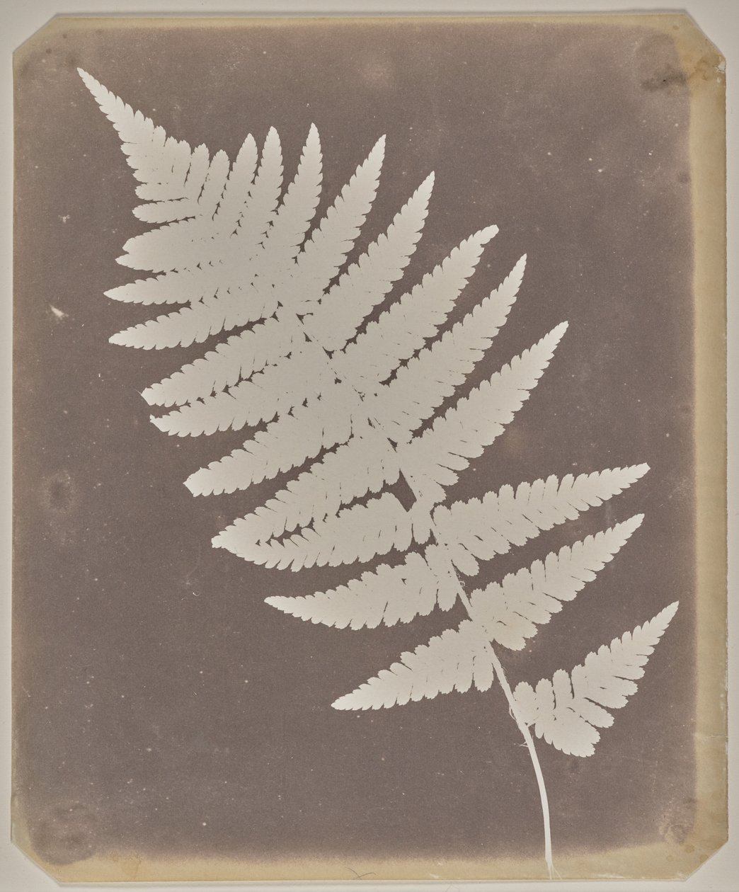 [Felce] da William Henry Fox Talbot