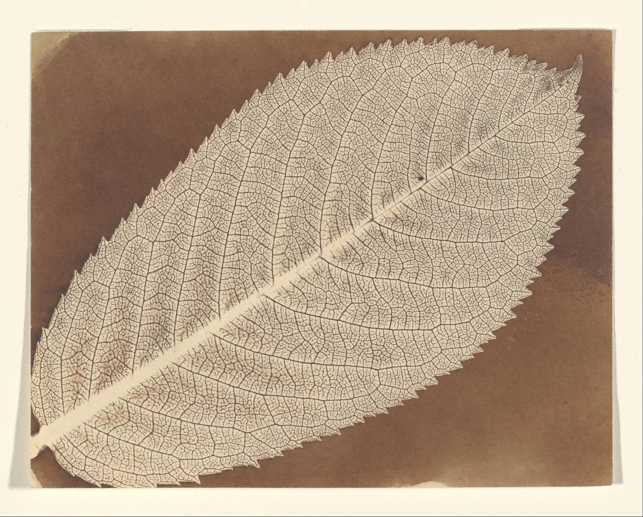 [Foglio] da William Henry Fox Talbot