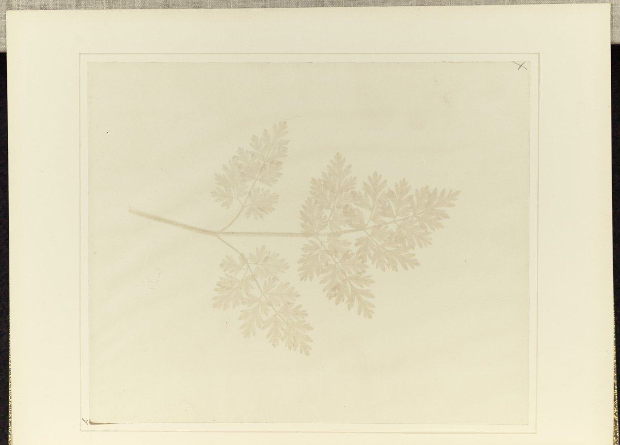 Foglia di una pianta da William Henry Fox Talbot