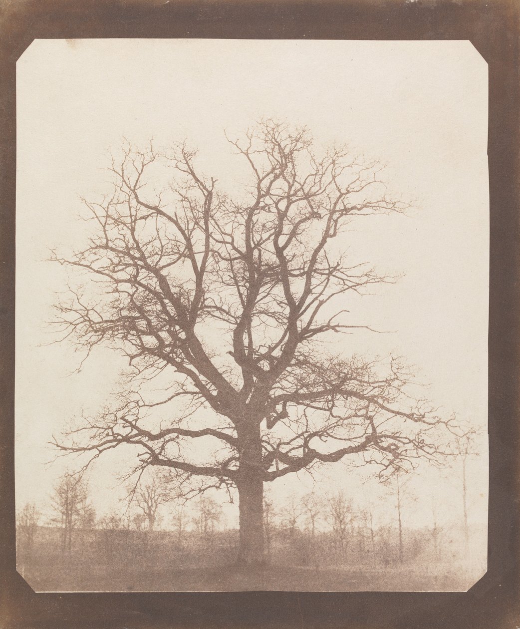 Quercia in inverno da William Henry Fox Talbot
