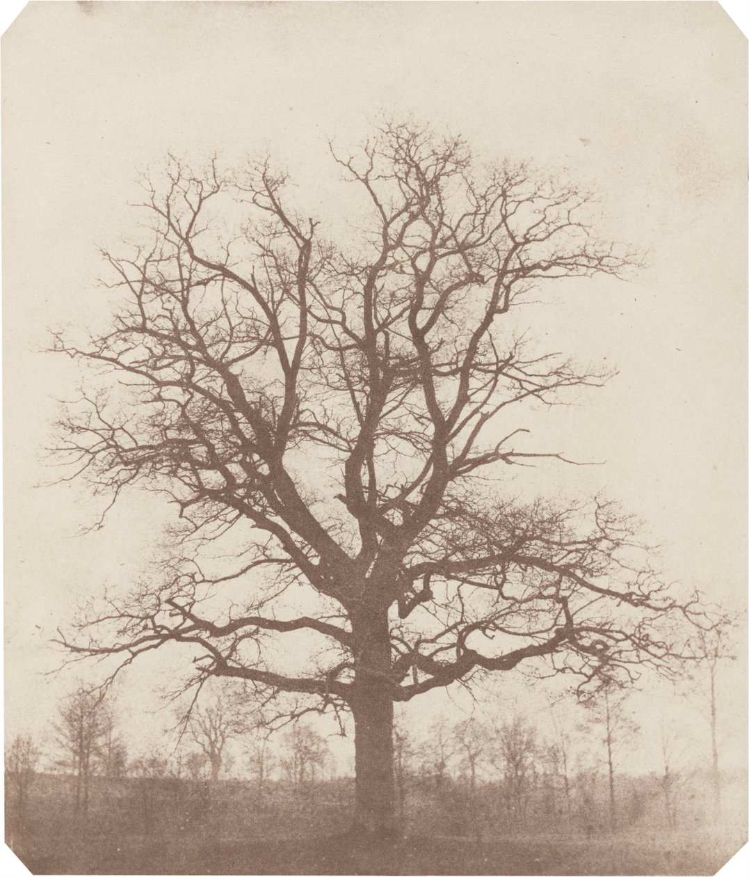 Albero di quercia, metà del 1840 (foto) da William Henry Fox Talbot