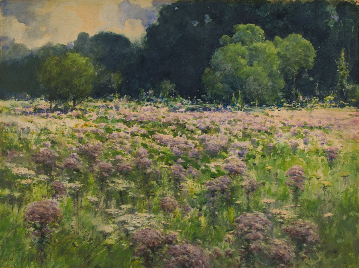 Campo di erbacce di Joe Pie Orgoglio del prato, n.d. da William Henry Holmes