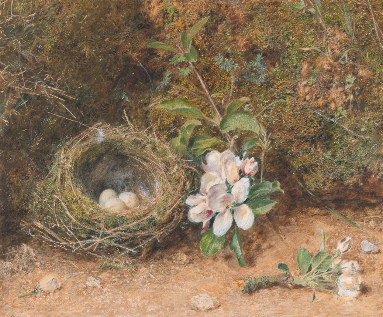 Nido di uccelli con rami di fiori di melo da William Henry Hunt
