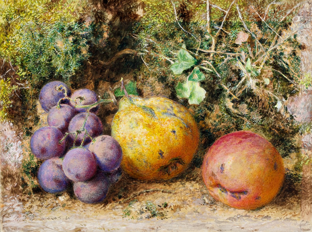 Uva Nera, Cotogna e Newtown Pippin, 1861 da William Henry Hunt