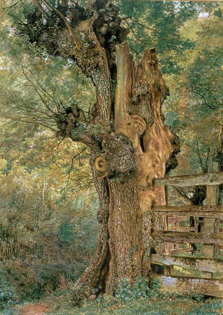 Olmo pollard ai margini del villaggio da William Henry Hunt