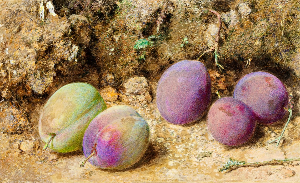 Prugne Mature e Immature, c.1860 da William Henry Hunt