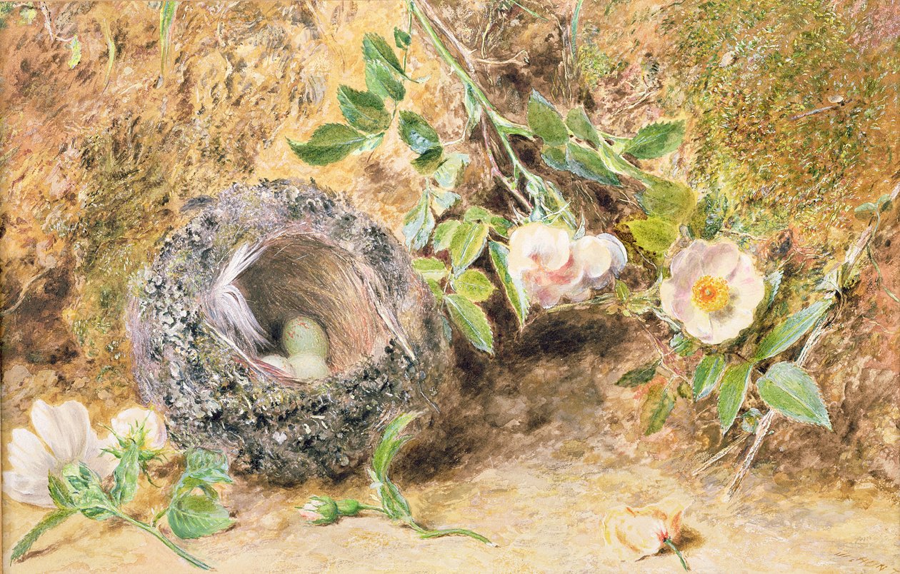 Natura Morta con Nido di Fringuello da William Henry Hunt
