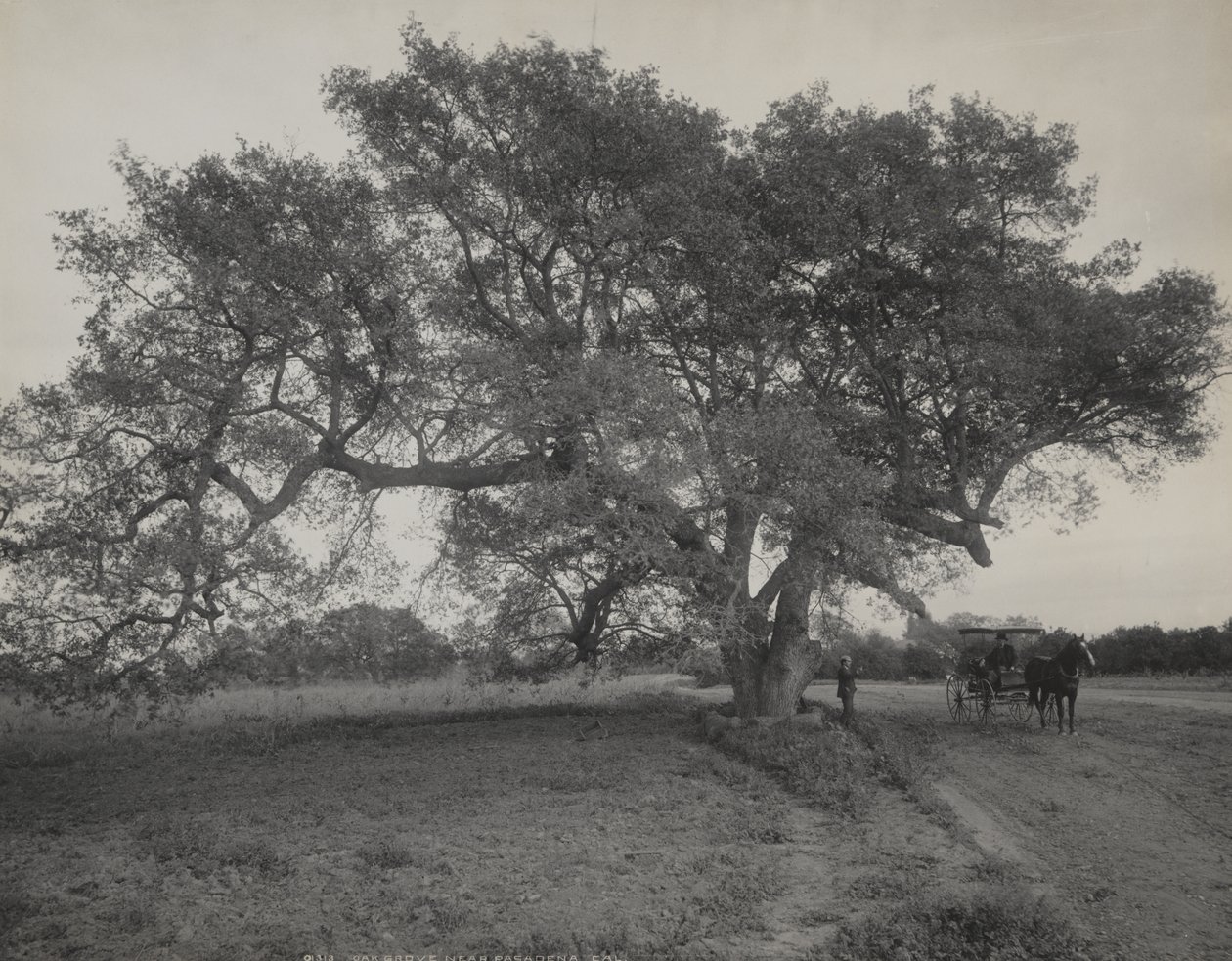 Oak Grove, nei pressi di Pasadena, California da William Henry Jackson