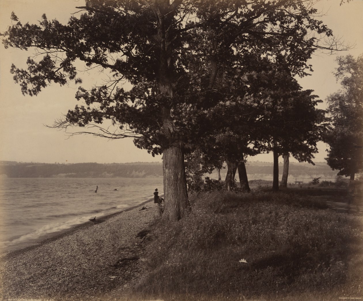 Lago Cayuga, Sheldrake, c. 1895 (foto) da William Herman Rau