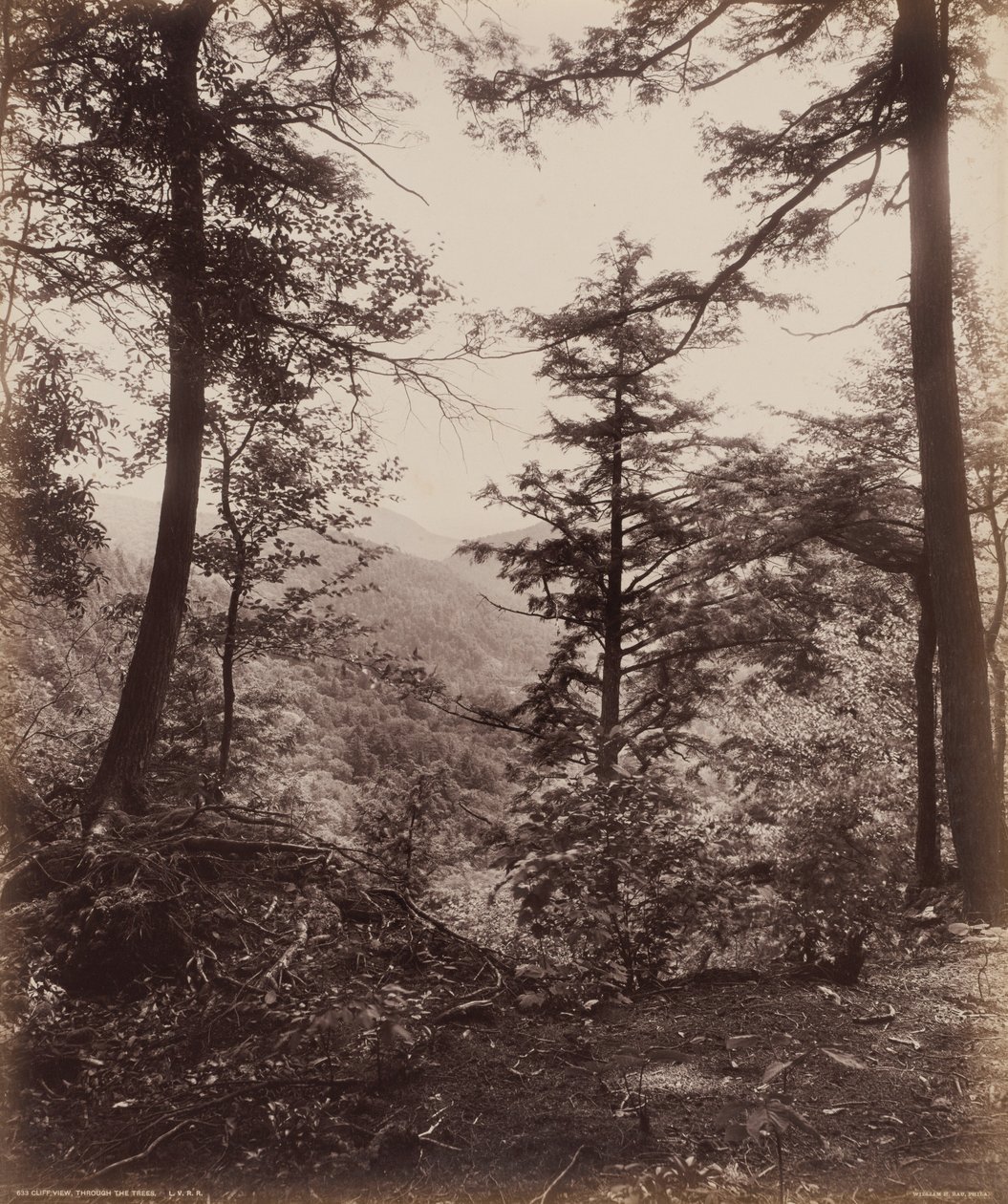 Veduta della scogliera, attraverso gli alberi, c. 1895 (foto) da William Herman Rau