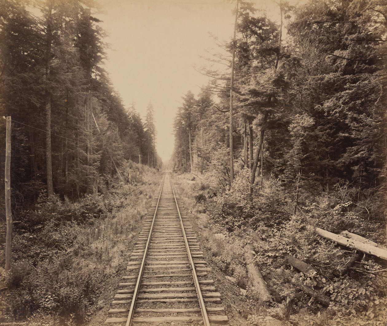 Foresta di cicuta, c. 1895 (foto) da William Herman Rau