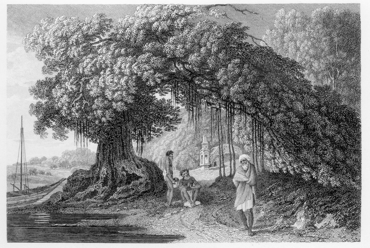 Un albero di banyan, da 