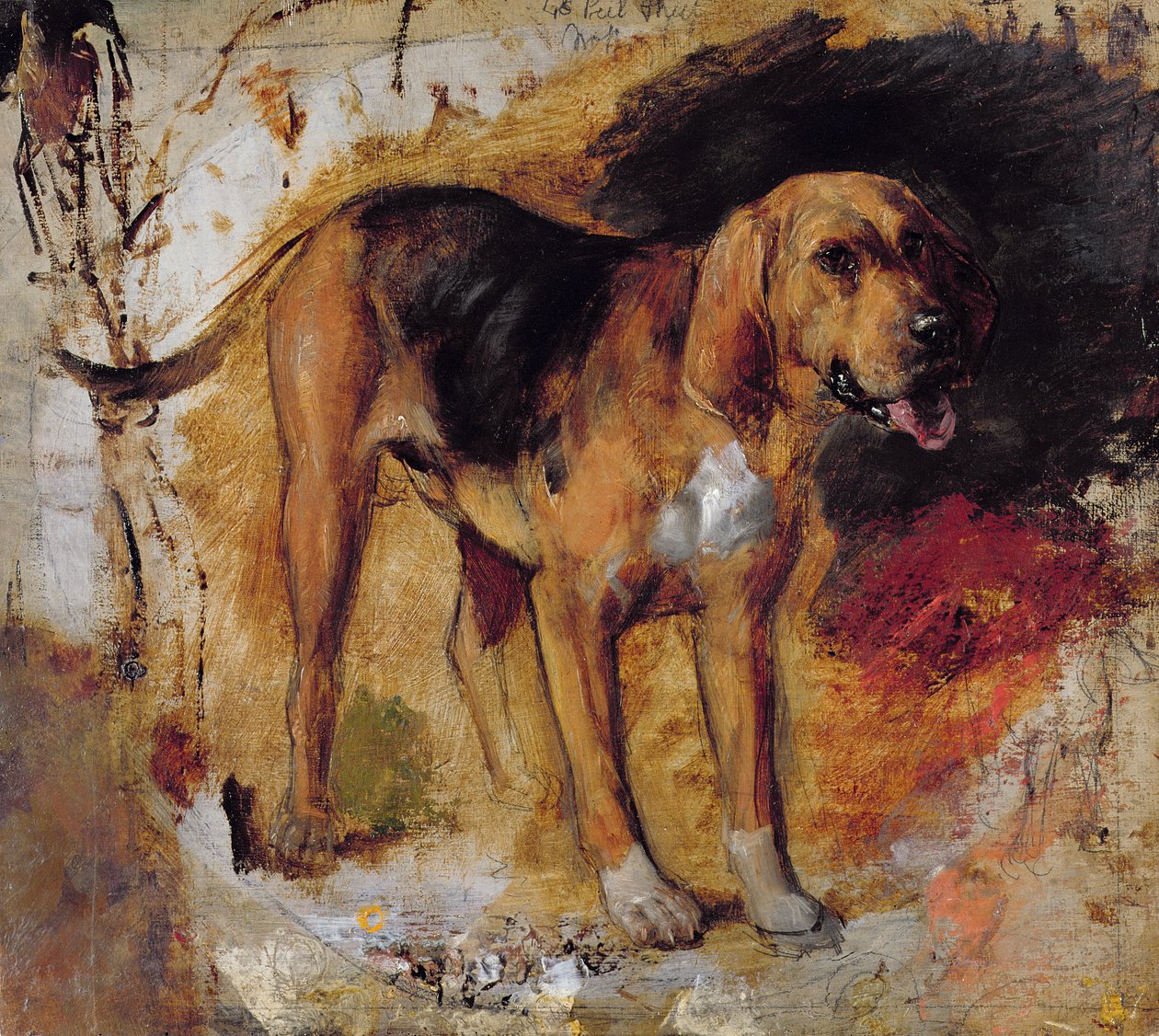 Studio di un Bloodhound da William Holman Hunt