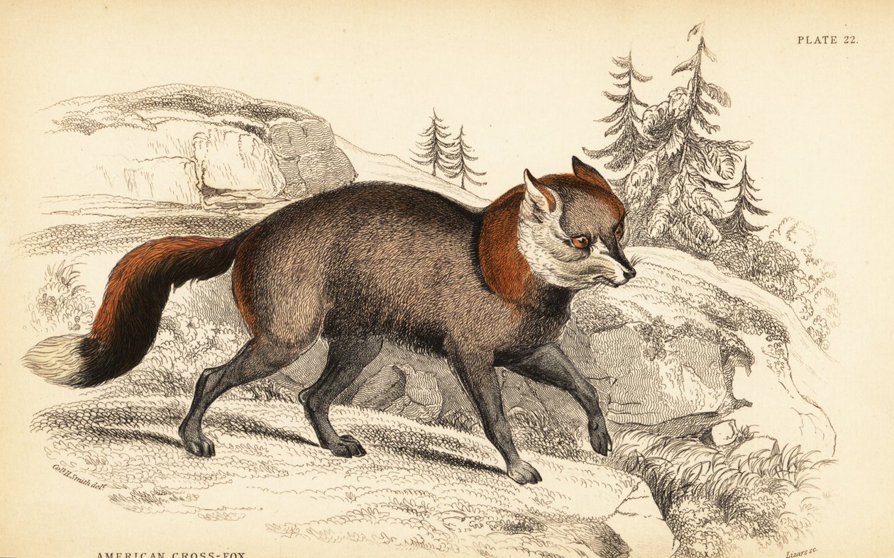 Volpe incrociata americana, Vulpes vulpes da William Home Lizars