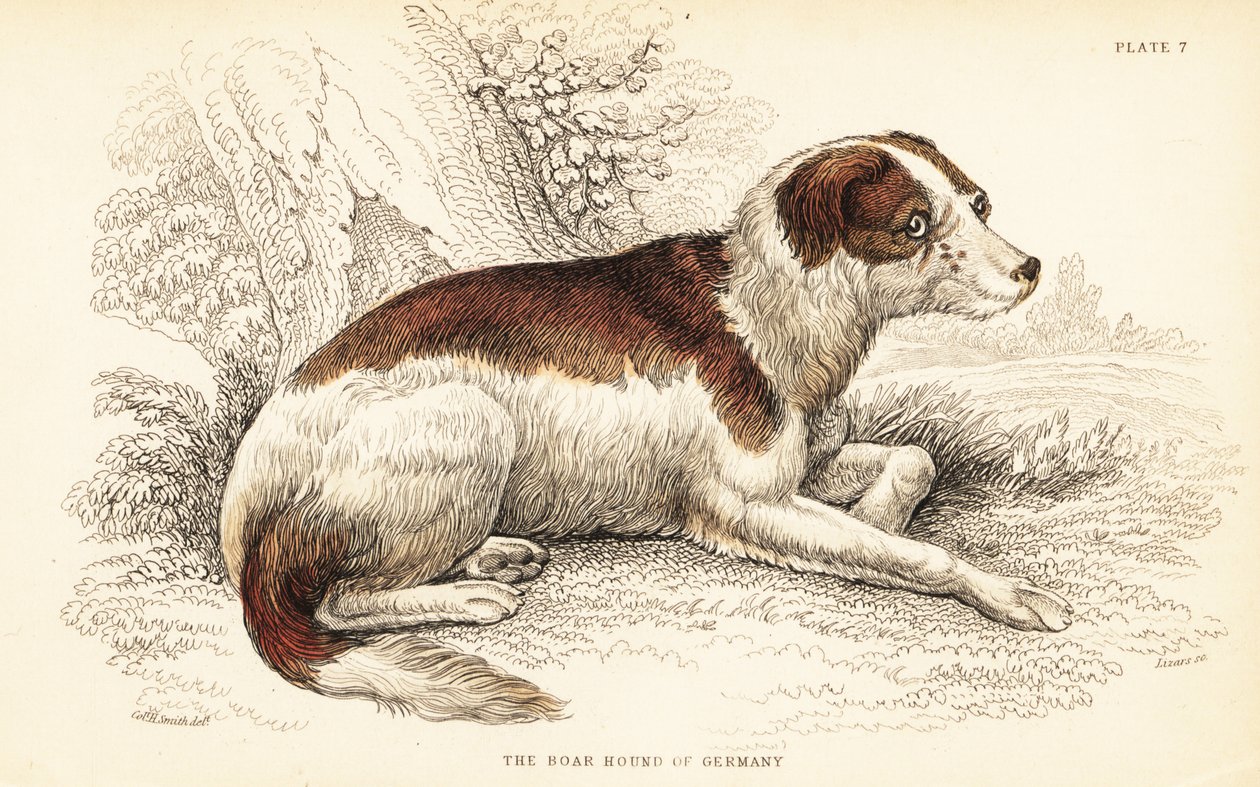 Cane da cinghiale della Germania da William Home Lizars