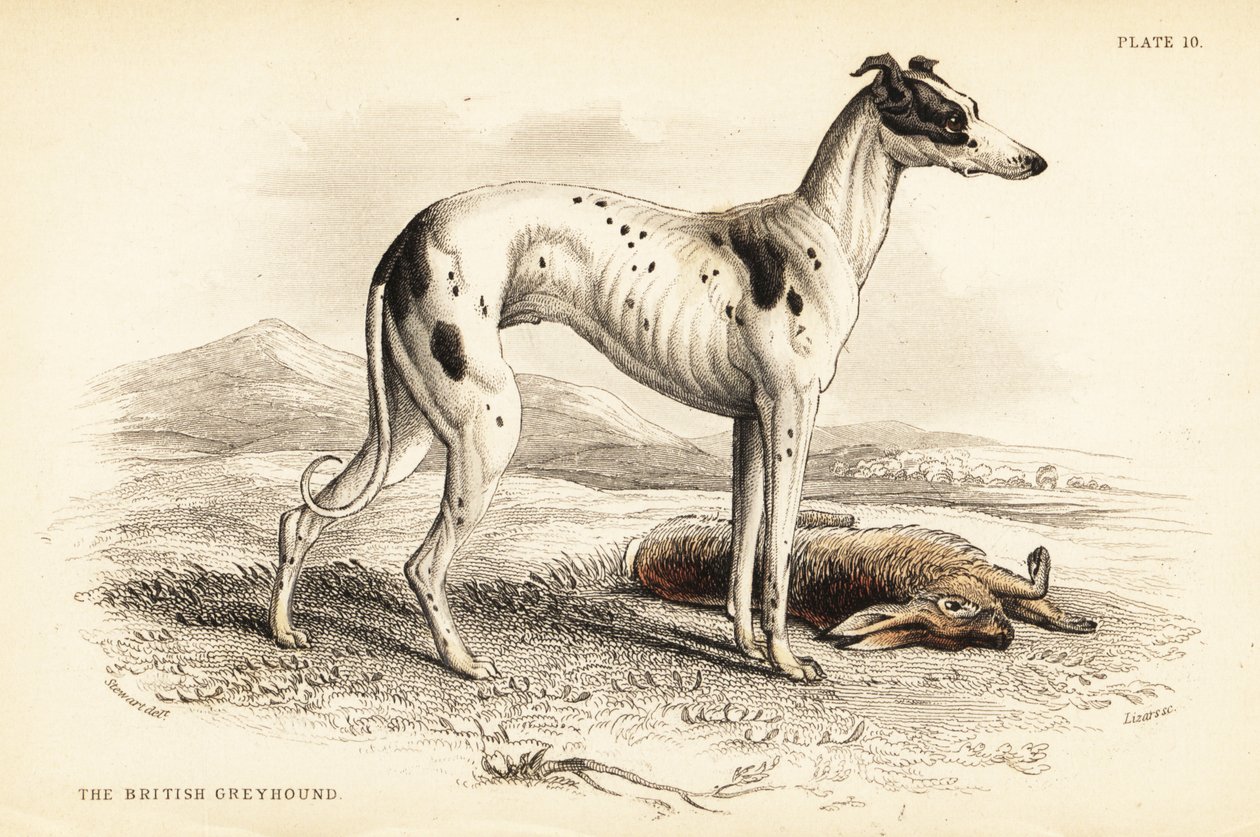 Levriero britannico, Canis lupus familiaris (Canis leporarius) da William Home Lizars