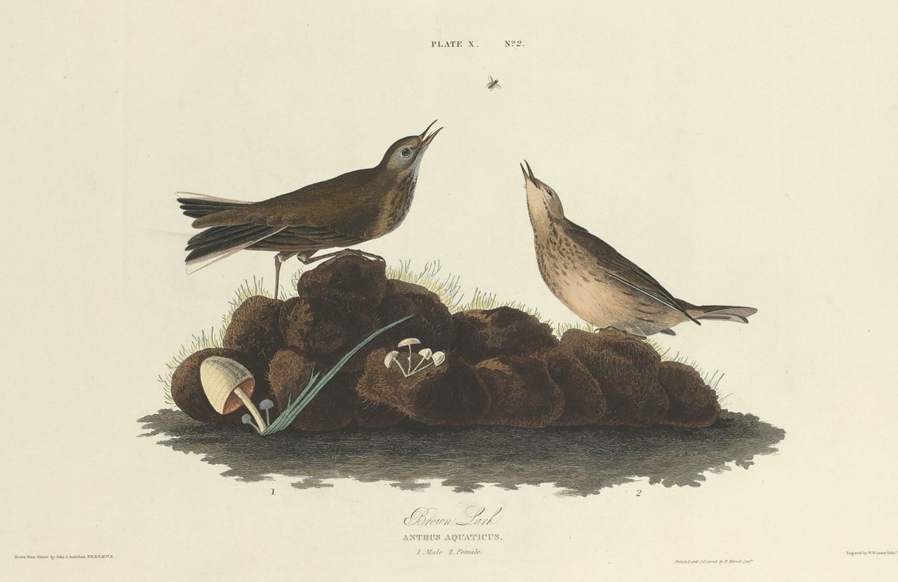 Allodola marrone, 1827 da William Home Lizars