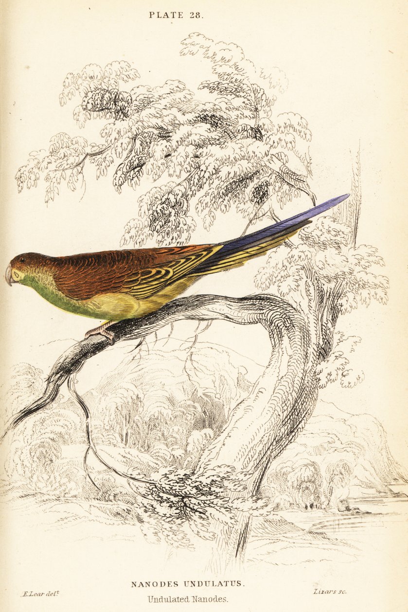 Cocorita, Melopsittacus undulatus da William Home Lizars