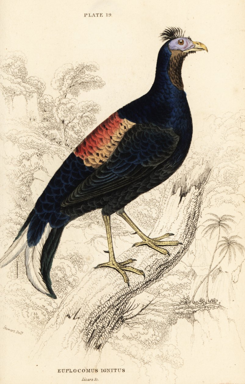 Lophura ignita, maschio (Il gallo di Macartney, Euplocomus ignitus) da William Home Lizars
