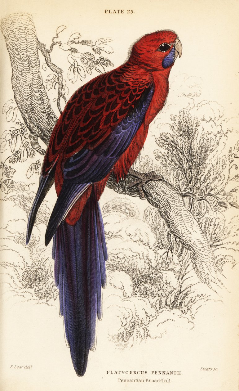 Rosella cremisi, Platycercus elegans da William Home Lizars