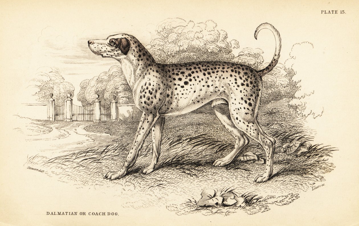 Cane dalmata o cane da carrozza da William Home Lizars