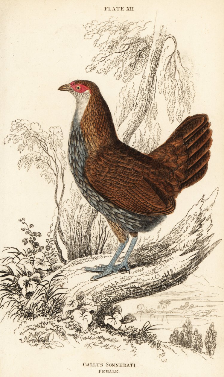 Gallina giungla grigia o gallina giungla di Sonnerat, Gallus sonneratii (Gallus sonnerati) da William Home Lizars