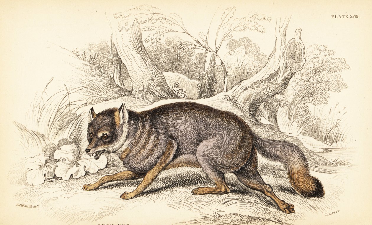 Volpe grigia, Urocyon cinereoargenteus (Vulpes cinereus) da William Home Lizars
